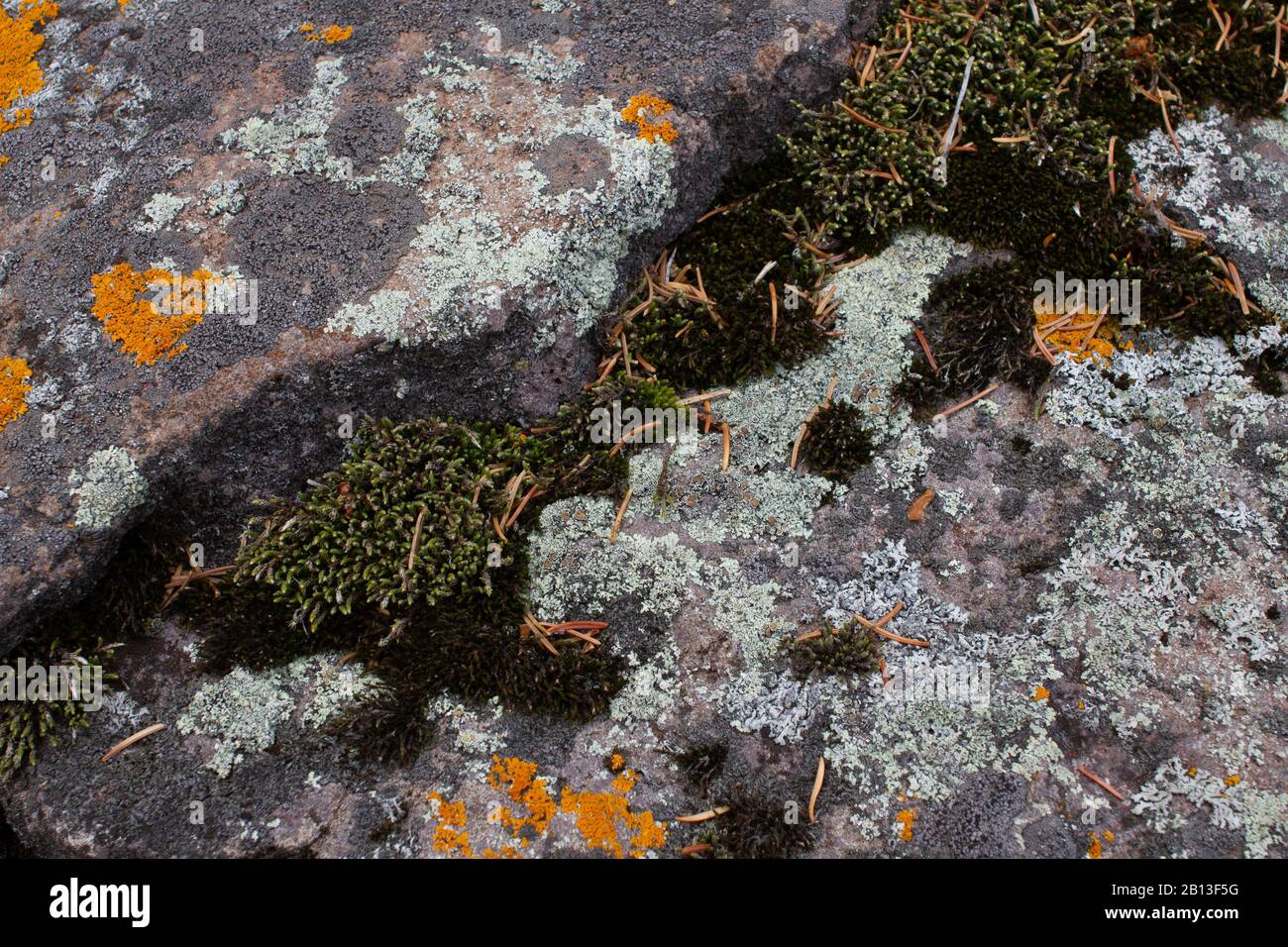 Liquen y musgos que crecen en las rocas costeras del Lago Superior en dos Harbors, Minnesota Foto de stock
