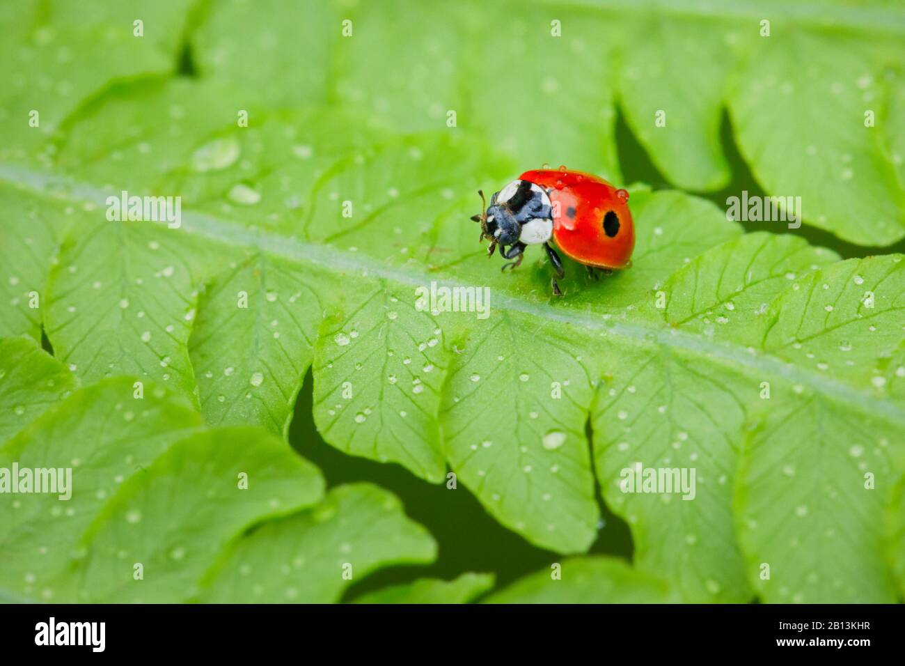 Mariquita de dos puntos, mariquita de dos puntos (Adalia bipunctata), en helecho, Suiza Foto de stock