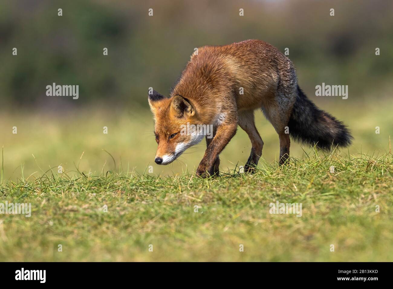 European Red Fox (Vulpes vulpes cruciguera), caminando en un prado, países Bajos, Norte de Holanda Foto de stock