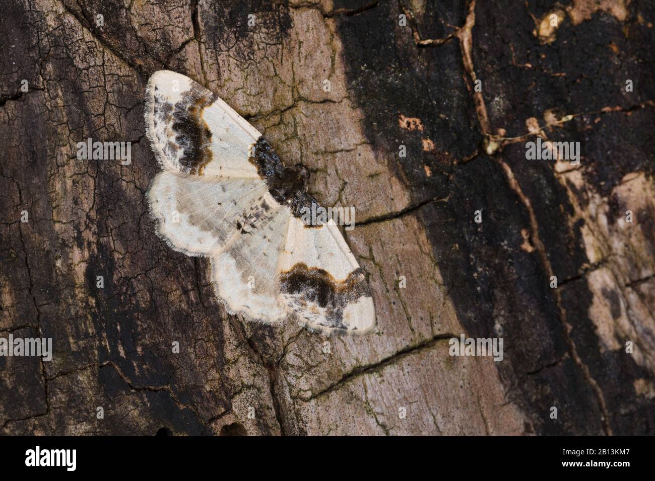 Alfombra quemada (Ligdia adustata, Geometra adustata), se sienta sobre la corteza, Alemania Foto de stock