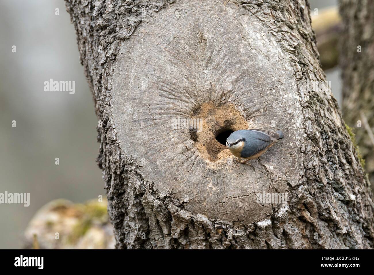 Nuthatch eurasiático (Sitta europaea), construyendo su nido en una cueva de árboles, el agujero de entrada se reduce con arcilla, Alemania Foto de stock
