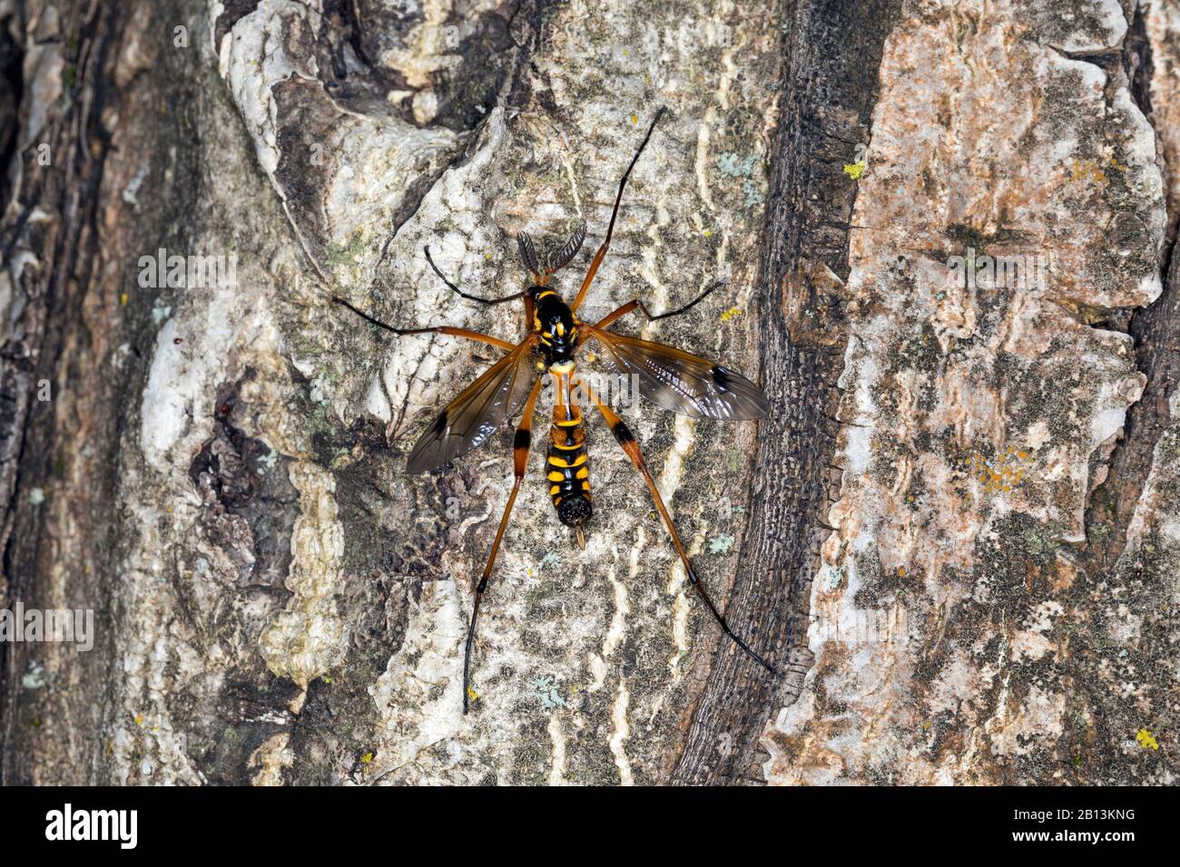 Crane Fly, Cranefly (Ctenophora elegans), macho con antenas tipo peine, Alemania Foto de stock
