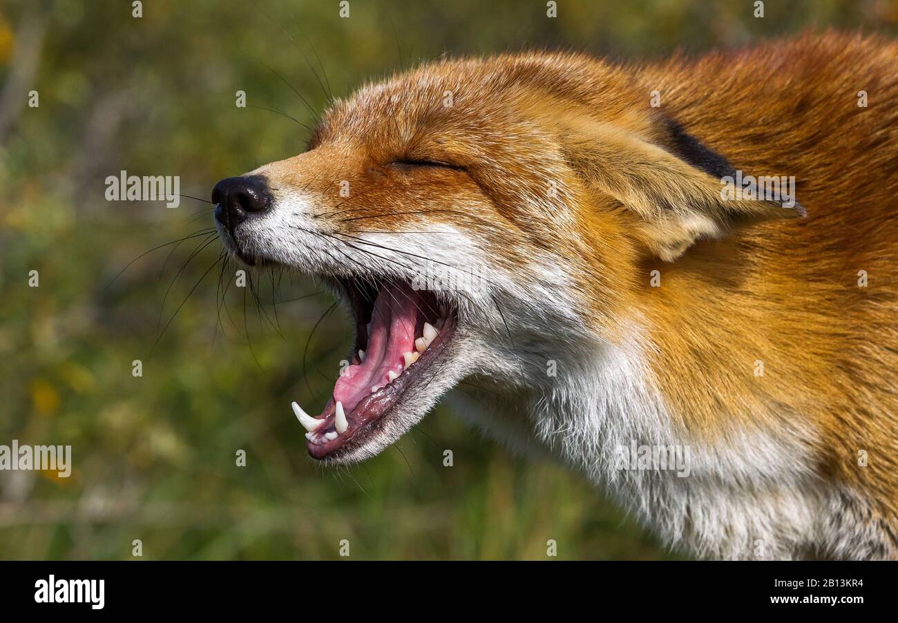 European Red Fox (Vulpes vulpes cruciguera), bostezo, vista lateral, países Bajos, Norte de Holanda Foto de stock