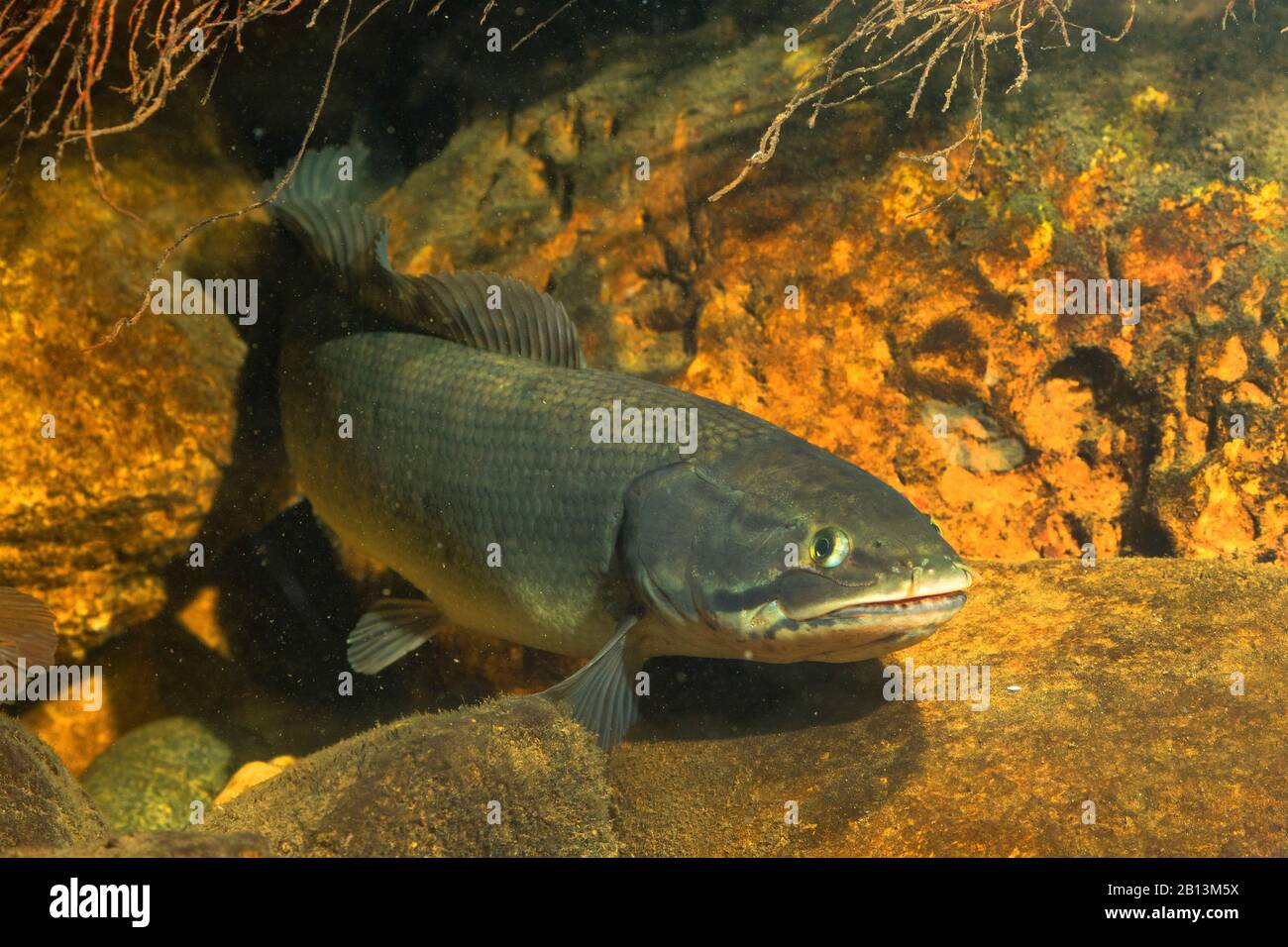 Bowfin (Amia calva), vista frontal Foto de stock