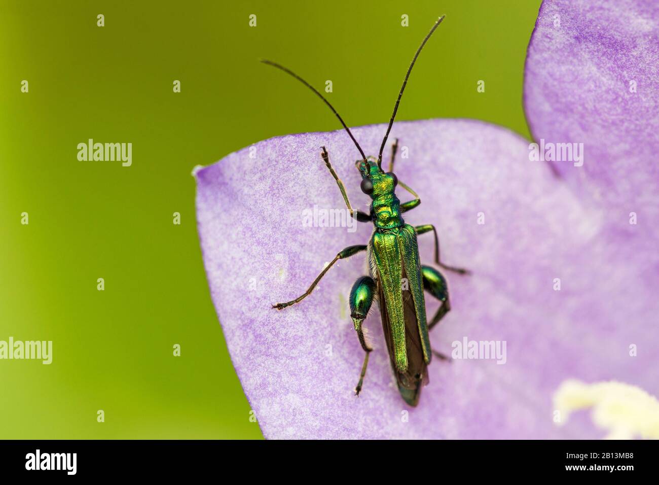 El escarabajo de aceite falso, el escarabajo de las flores de las piernas gruesas, el escarabajo hinchado (Oedemera nobilis), se sienta en un bellflower, Alemania, Baden-Wuerttemberg Foto de stock