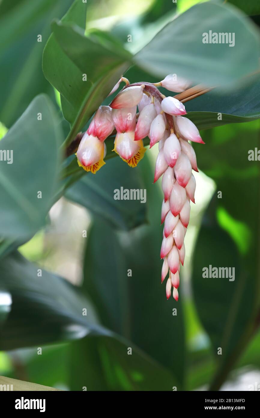 Jengibre de concha, galangal claro, lirio de porcelana rosa, flor de concha, jengibre variegado, jengibre mariposa (Alpinia zerumbet), flores, Cuba Foto de stock