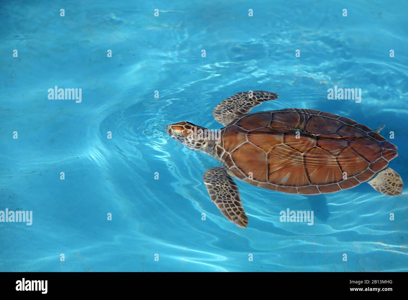 Tortuga verde, tortuga de roca, tortuga de carne (Chelonia mydas), natación, Cuba, Cayo largo Foto de stock