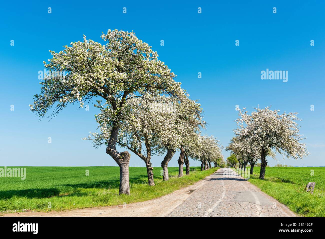 Avenida de árboles frutales florecientes, carretera de campo adoquinada, cielo azul, Burgenlandkreis, Sajonia-Anhalt, Alemania Foto de stock