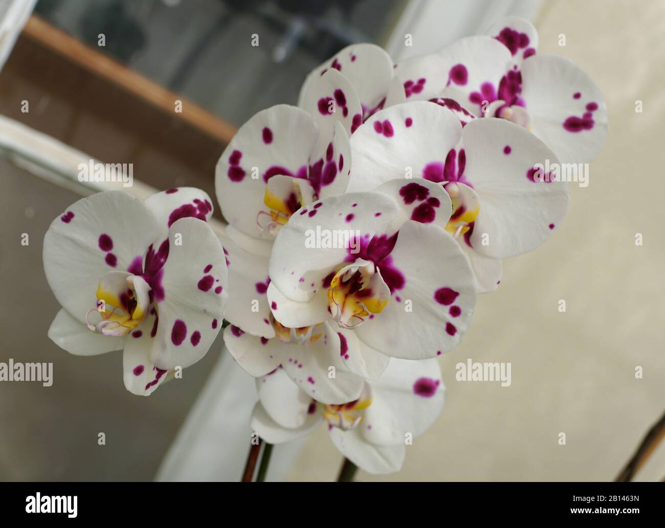 Blanco con puntos morados, un multicolor de flor de orquídeas Phalaenopsis  Fotografía de stock - Alamy