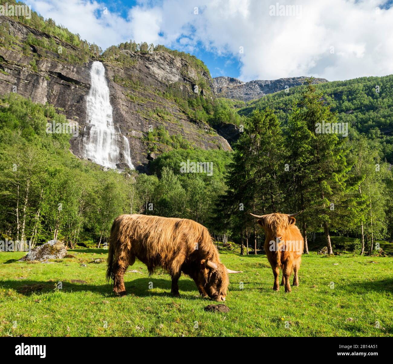 Ganado De Las Tierras Altas, Sogndal, Noruega Foto de stock