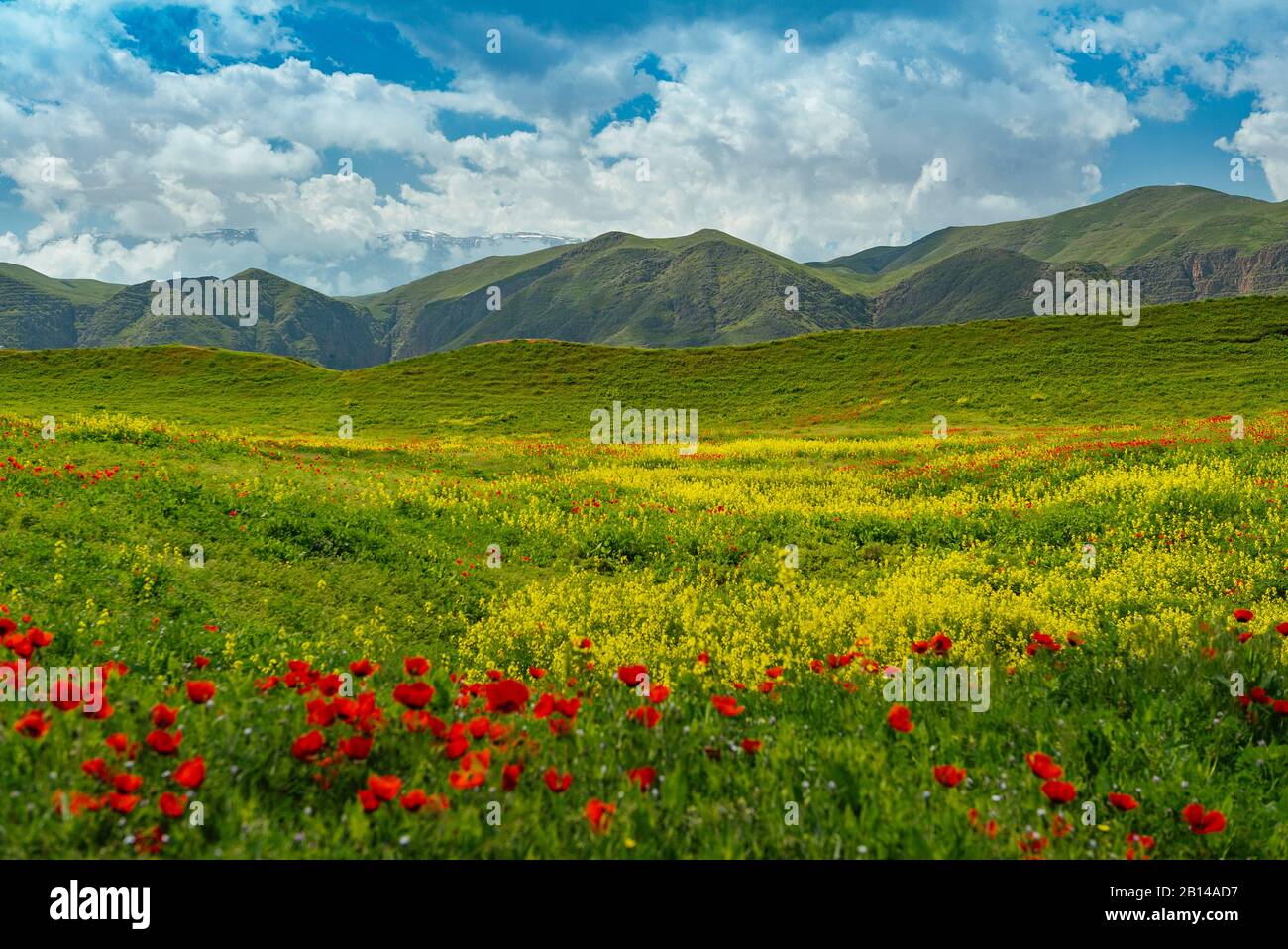 Flor De Amapola, Turkmenistán, Ashgabat Foto de stock
