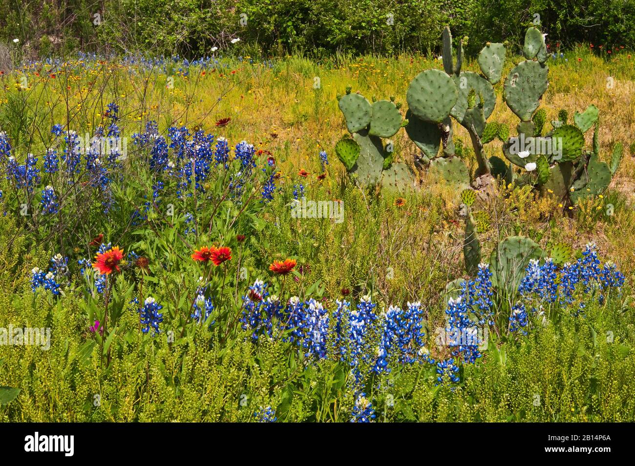 Cactus de pera espinosa y flores silvestres en primavera en Willow City Loop en Hill Country cerca de Fredericksburg, Texas, Estados Unidos Foto de stock