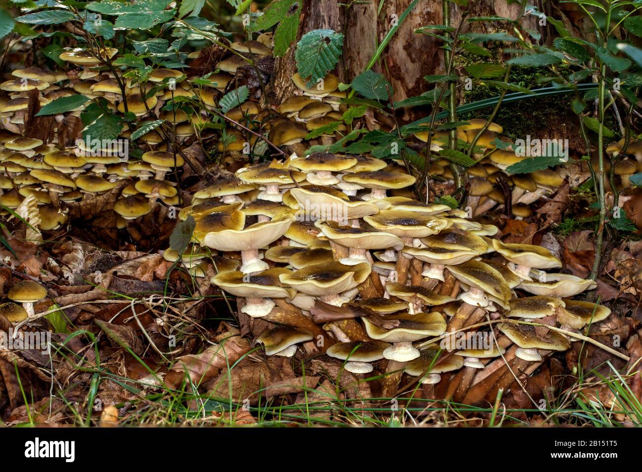 Hongo de la miel (Armillaria mellea), muchos cuerpos fructificantes en el suelo del bosque, Alemania, Mecklemburgo-Pernania Occidental Foto de stock