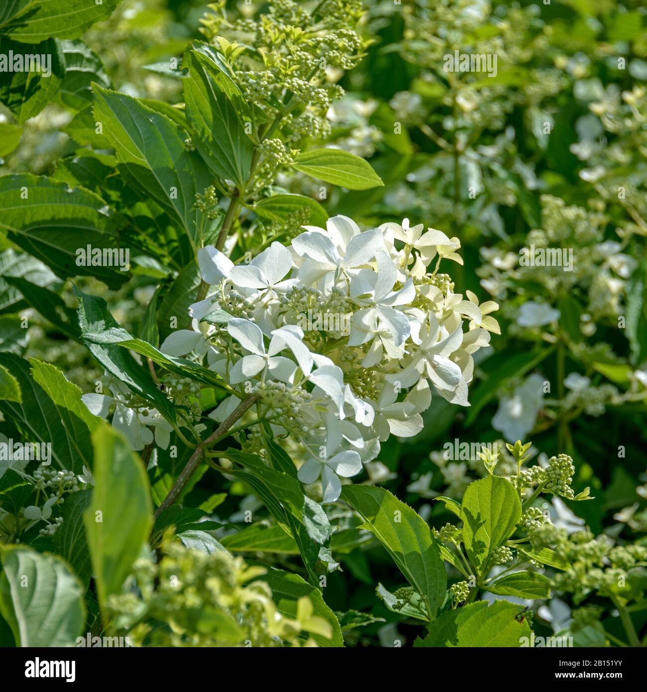 Panicle hydrangea (Hydrangea paniculata 'Gran Estrella', Hydrangea paniculata Gran Estrella), cultivar Gran Estrella, Alemania Foto de stock