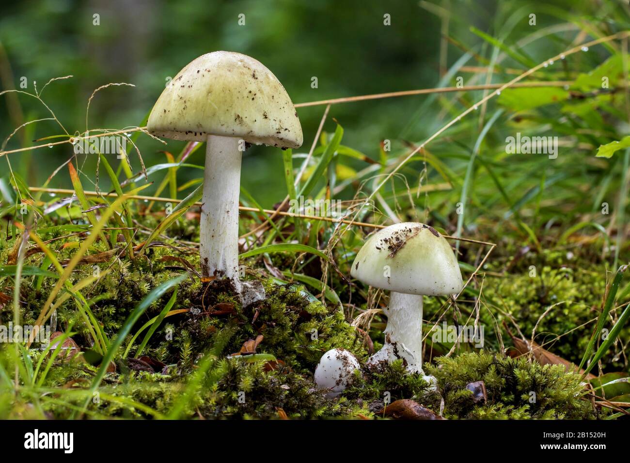 Casquillo de la muerte, hongo del casquillo de la muerte, Deathcap (Amanita phalloides), tres cuerpos fructificantes en el suelo del bosque, Alemania, Mecklemburgo-Pernania Occidental Foto de stock