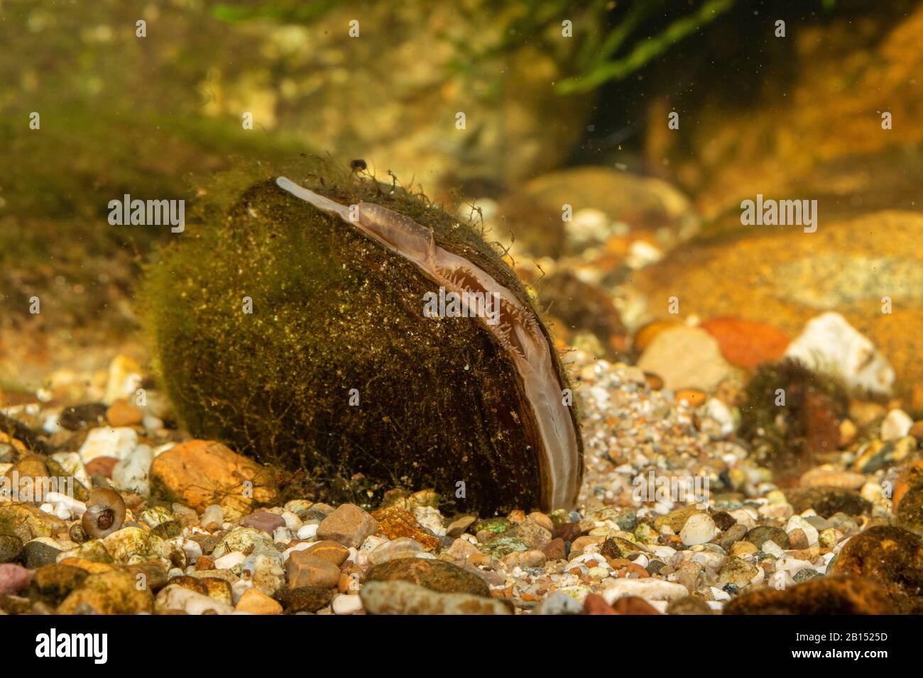 Mejillón común del estanque, mejillón del pato (Anodonta anatina), con sifonas visibles para la respiración y la excreción, Alemania Foto de stock