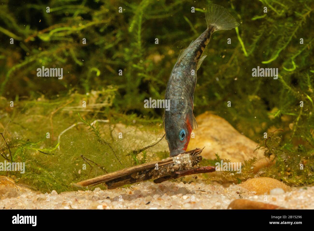 Stickleback de tres espinas (Gasterosteus aculeatus), nido masculino con larvas que desafían, atacando la larva de la mosca caddis, Alemania Foto de stock