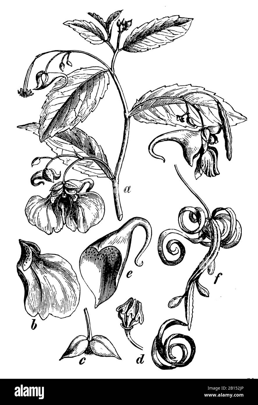 Touch-me-not balsam, Impatiens noli-tangere, Springkraut, Balsamine des bois, (libro de botánica, 1898) Foto de stock