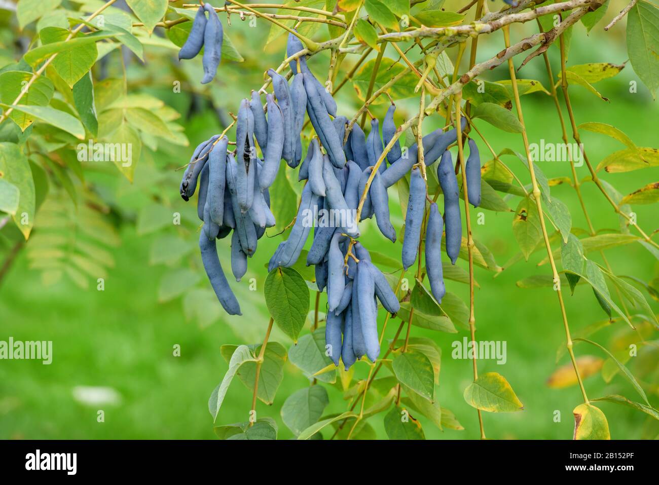 Los Dedos del hombre muerto, arbusto de frijol azul, árbol de frijol azul (Decaisnea fargesii), fructificación, Reino Unido Foto de stock