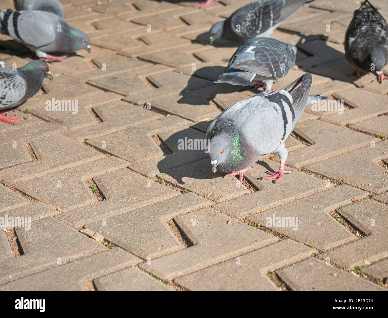 Las palomas gordas hambrientas en una manada tienen prisa en comer. Palma de Mallorca, paseo marítimo Foto de stock