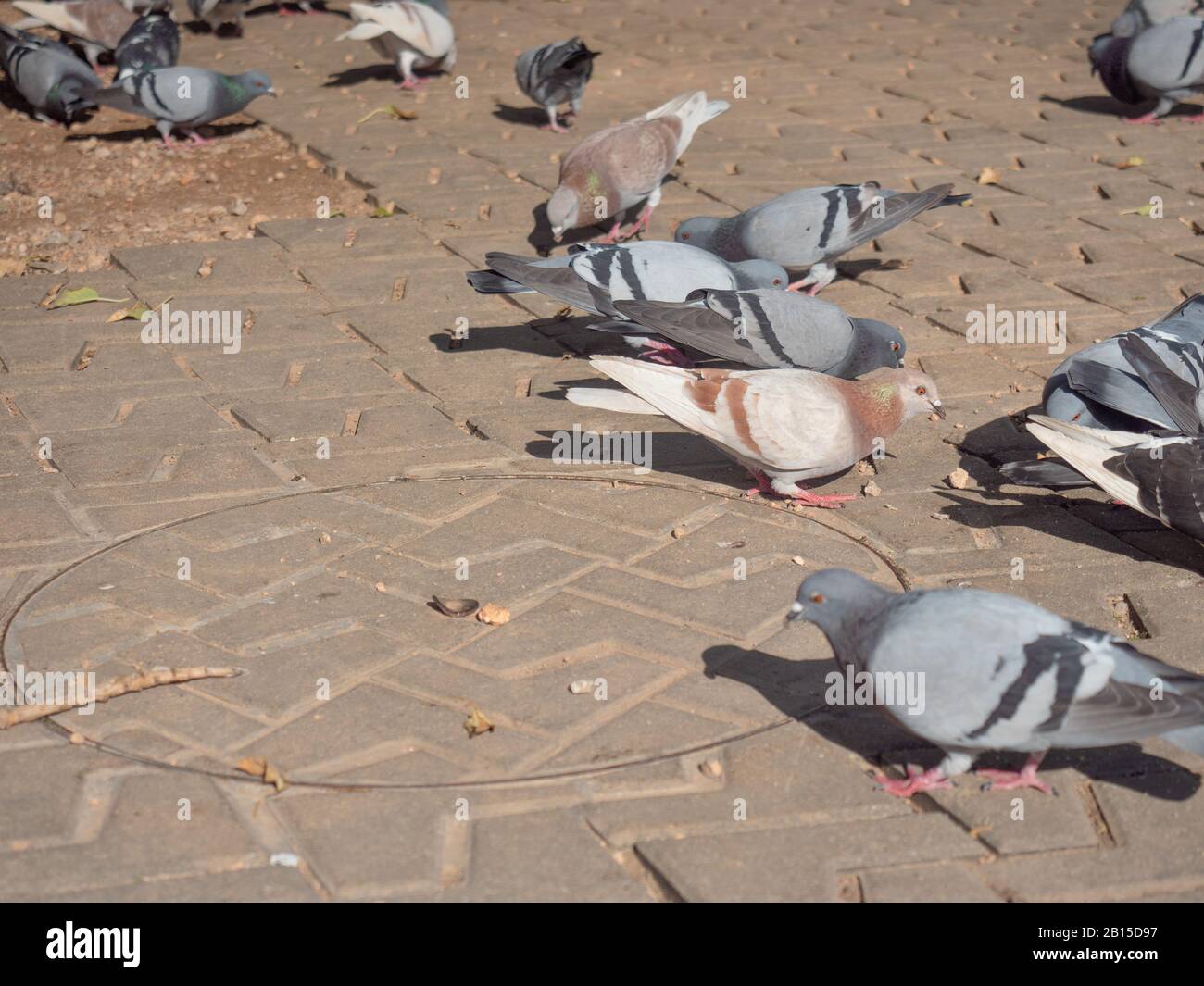 Grupo de palomas comiendo en el parque. Calle del centro de palma de Mallorca Foto de stock