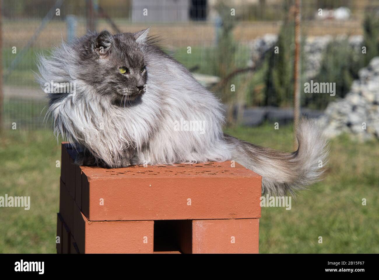 Bonito gato angora turco con ojos verdes y piel gris larga Foto de stock