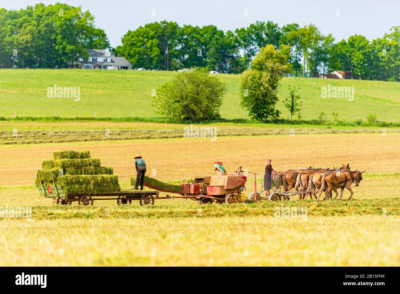 Amish hombre y mujer empacando heno en un campo en Pennsylvania USA Foto de stock
