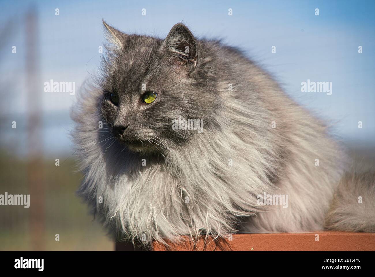 Bonito gato angora turco con ojos verdes y piel gris larga Foto de stock