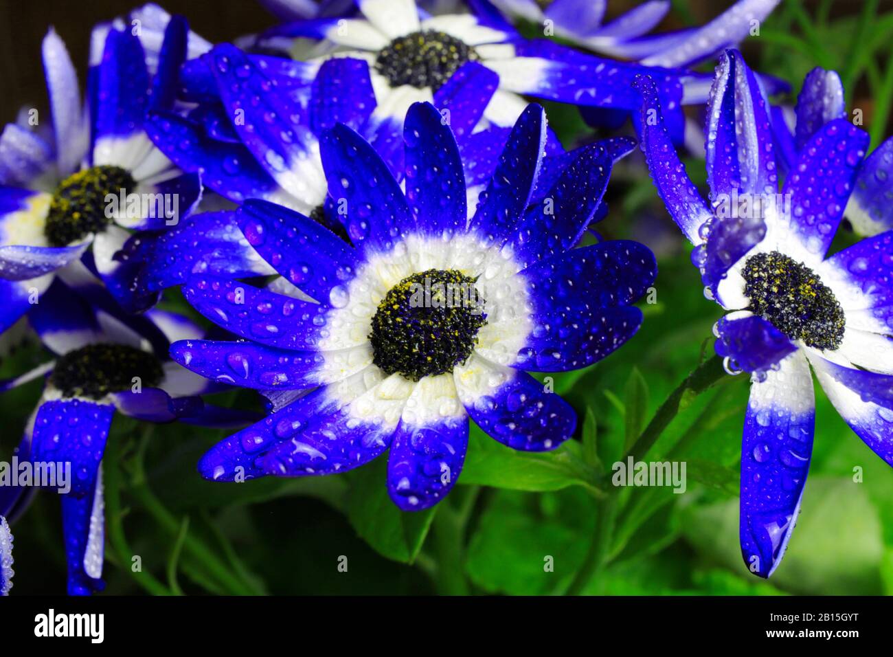 Makro primer plano de flores aisladas azules y blancas con gotas de agua - cineraria, senetti pericallis (enfoque selectivo) Foto de stock