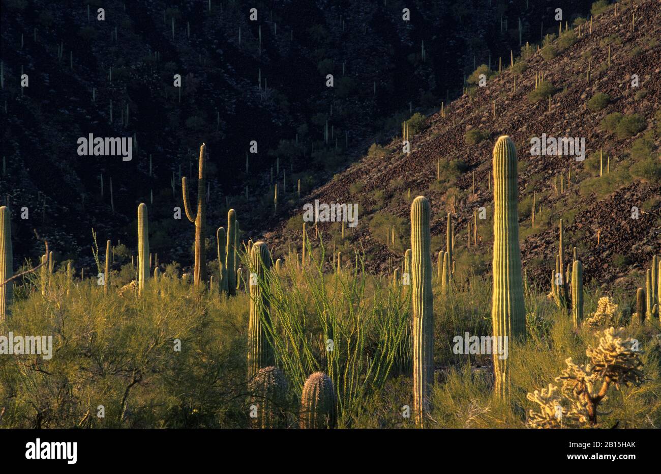 Saguaros Con Black Mountain, Table Top Wilderness, Monumento Nacional