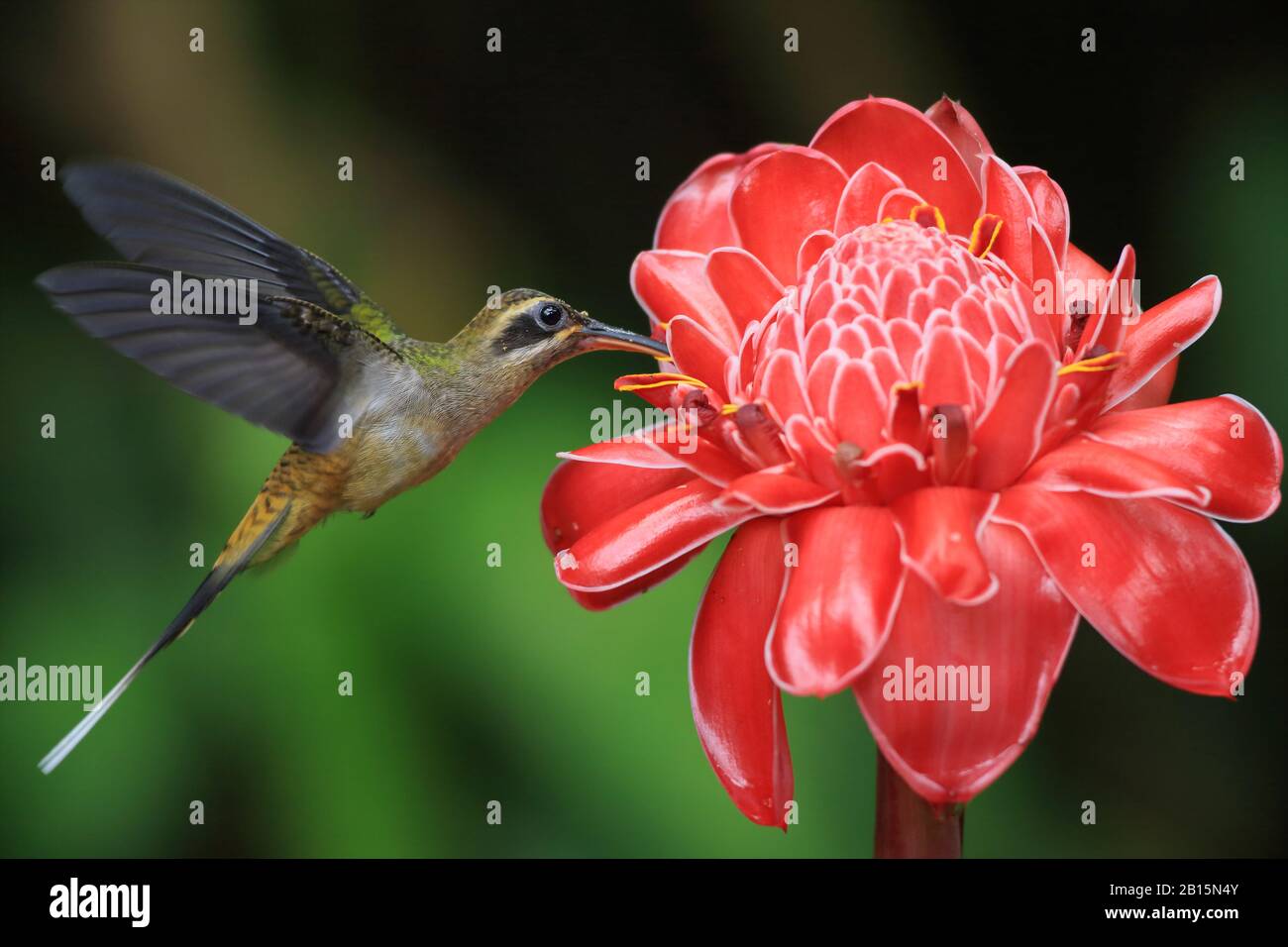 El colibrí ermitaño de pico largo (Phaethornis longirostris) se alimenta de la flor de jengibre de la concha (Etlingera elatior). Puerto Viejo de Talamanca, caribe coa Foto de stock