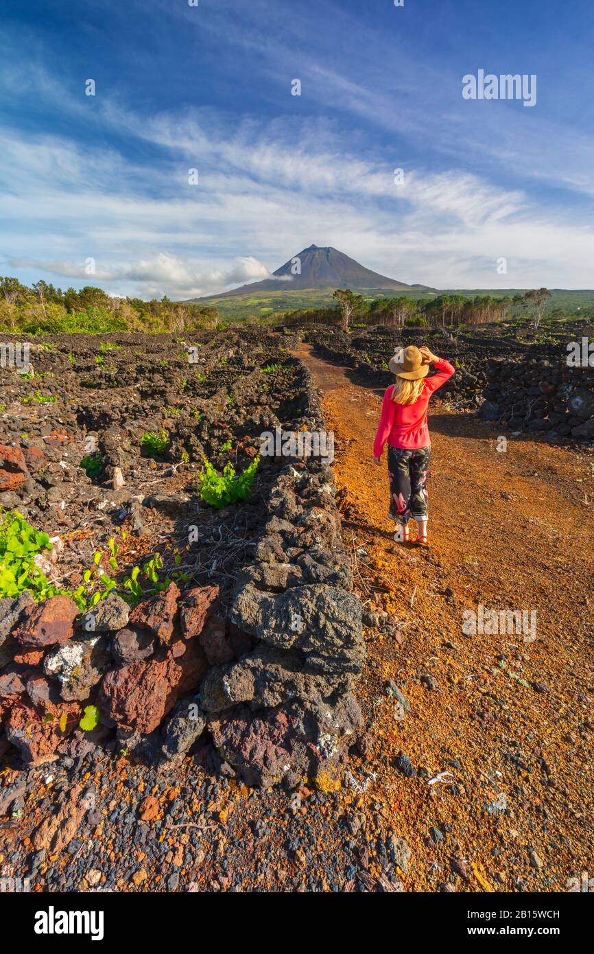 Mujer camina por viñedos, Cais do Mourato, Isla Pico, Azores, Portugal, Europa Occidental Foto de stock
