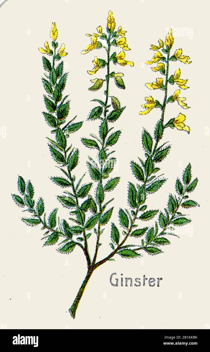 Germanica, Deutscher Ginster, genêt d'Allemagne, (libro de botánica, 1908) Foto de stock