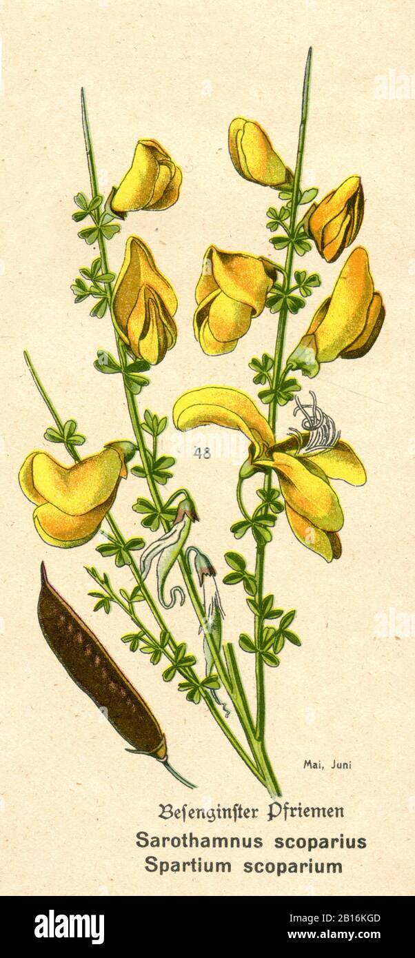 Escoba, Cytisus scoparus, Besenginster, Genêt à balais, (libro de botánica, ca. 1915) Foto de stock