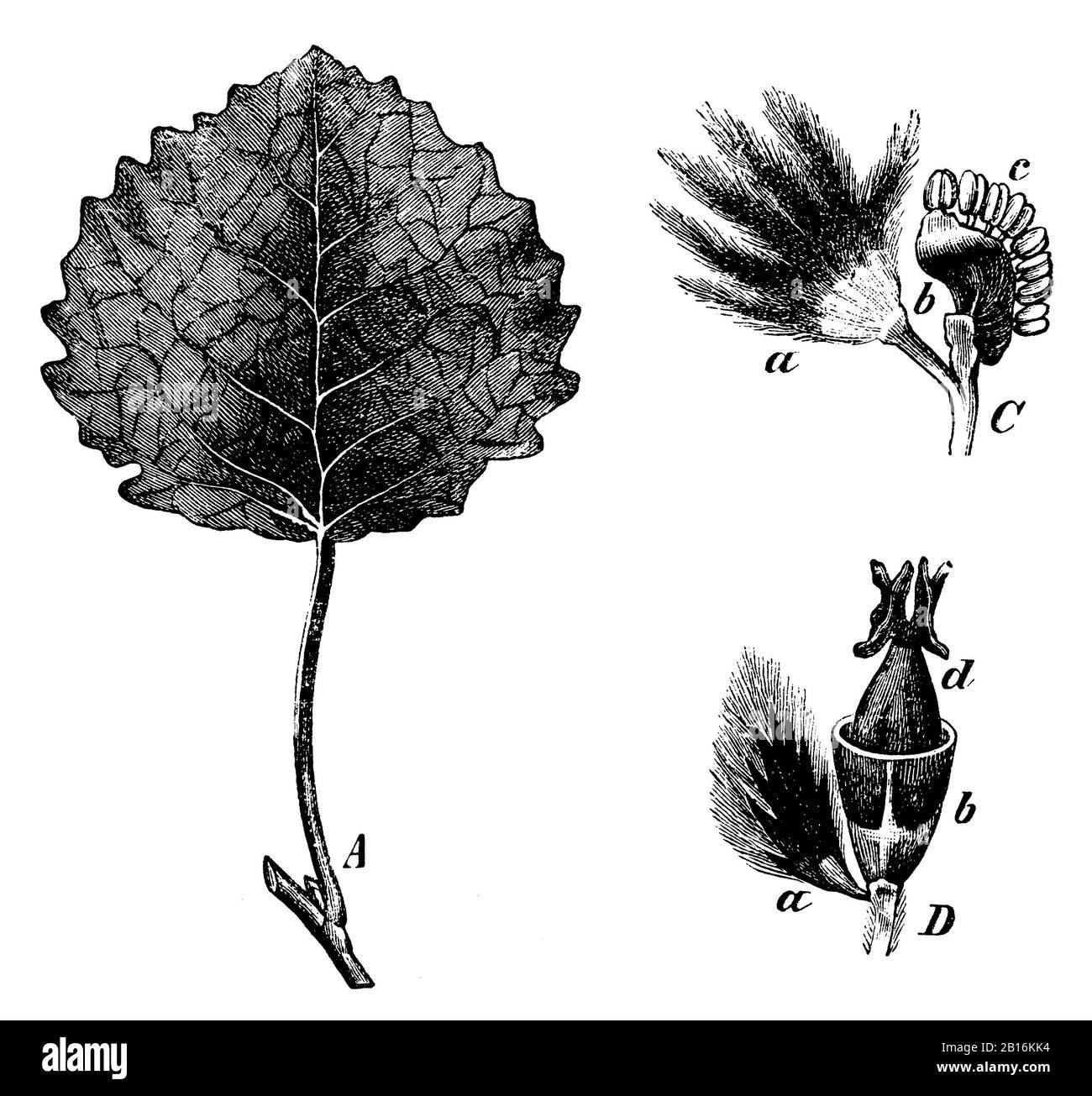 Aspen, Populus tremula, Zitterpappel: Blatt, männliche und weibliche Blüte, tremble, anónimo (libro de botánica, 1897) Foto de stock