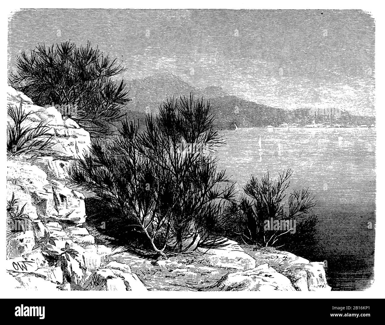 Escoba, Cytisus scoparus, Besenstrauch bei Rovigno in Istrien, Genêt à balais, Olof Winkler (libro de botánica, 1888) Foto de stock