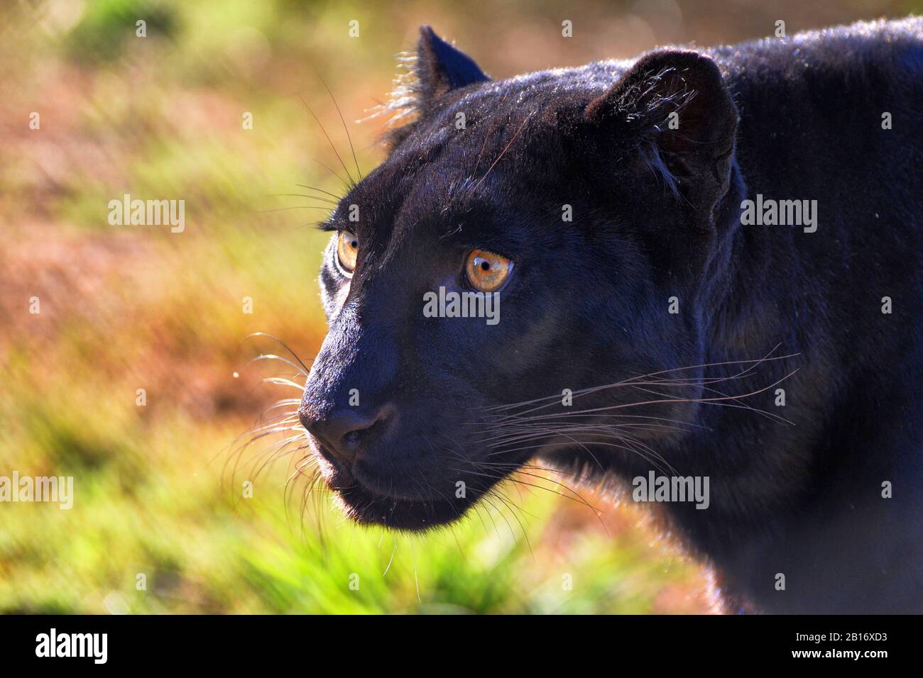 Primer plano Retrato de un leopardo negro Foto de stock