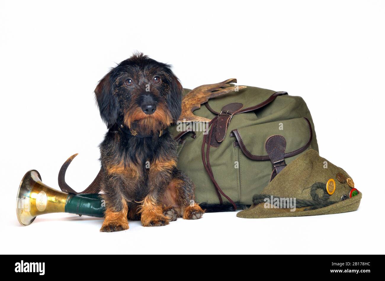 Perro en mochila Imágenes recortadas de stock - Alamy