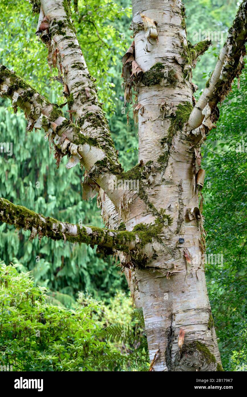 Abedul de Erman, abedul de roca rusa (Betula ermanii), tronco, Alemania, Baviera Foto de stock