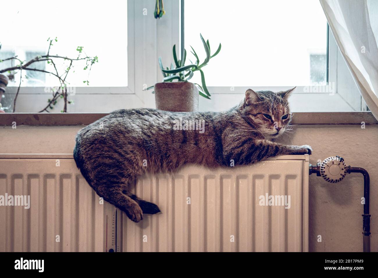 Gato tabby relajándose en el calentador en casa Foto de stock