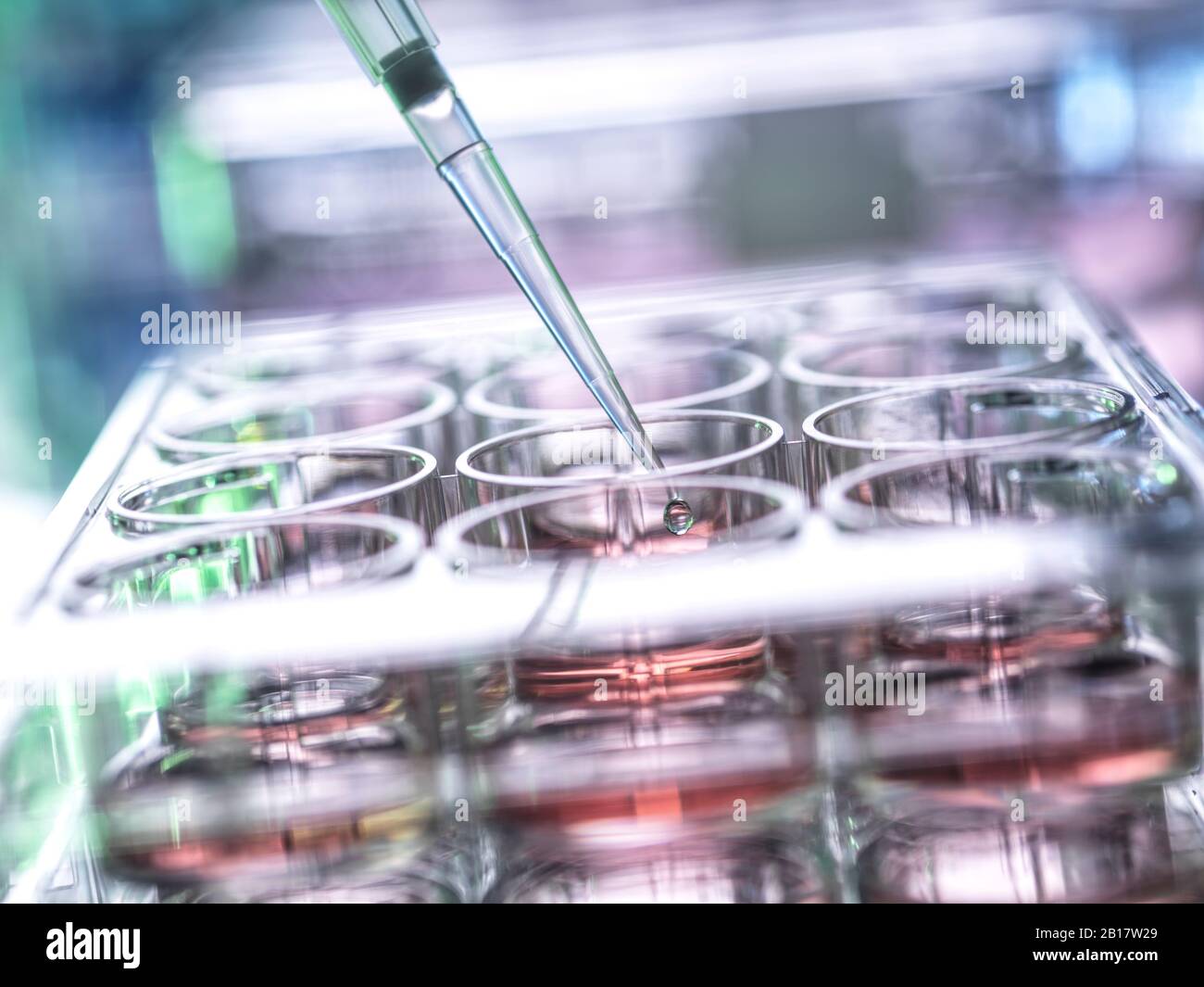 Primer plano de la muestra que se pipetee en la microplaca Foto de stock