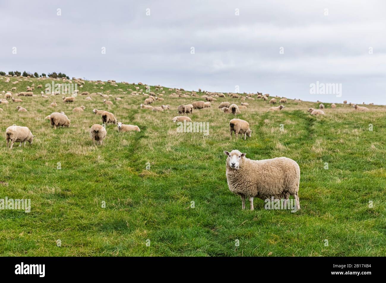 Nueva Zelanda, Oceanía, Isla del Sur, Southland, Flock de ovejas en pastura en Slope Point Foto de stock