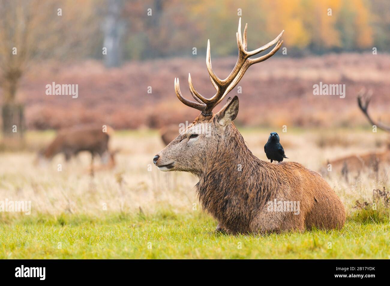 Reino Unido, Inglaterra, Londres, pájaro parado detrás de ciervo descansando en el césped en Richmond Park Foto de stock