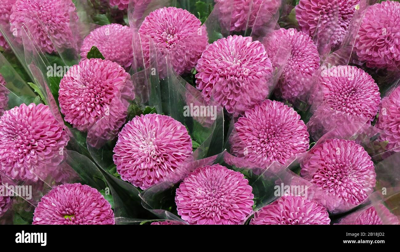 Oh querido Higgins comedia Flores de pompones fotografías e imágenes de alta resolución - Alamy