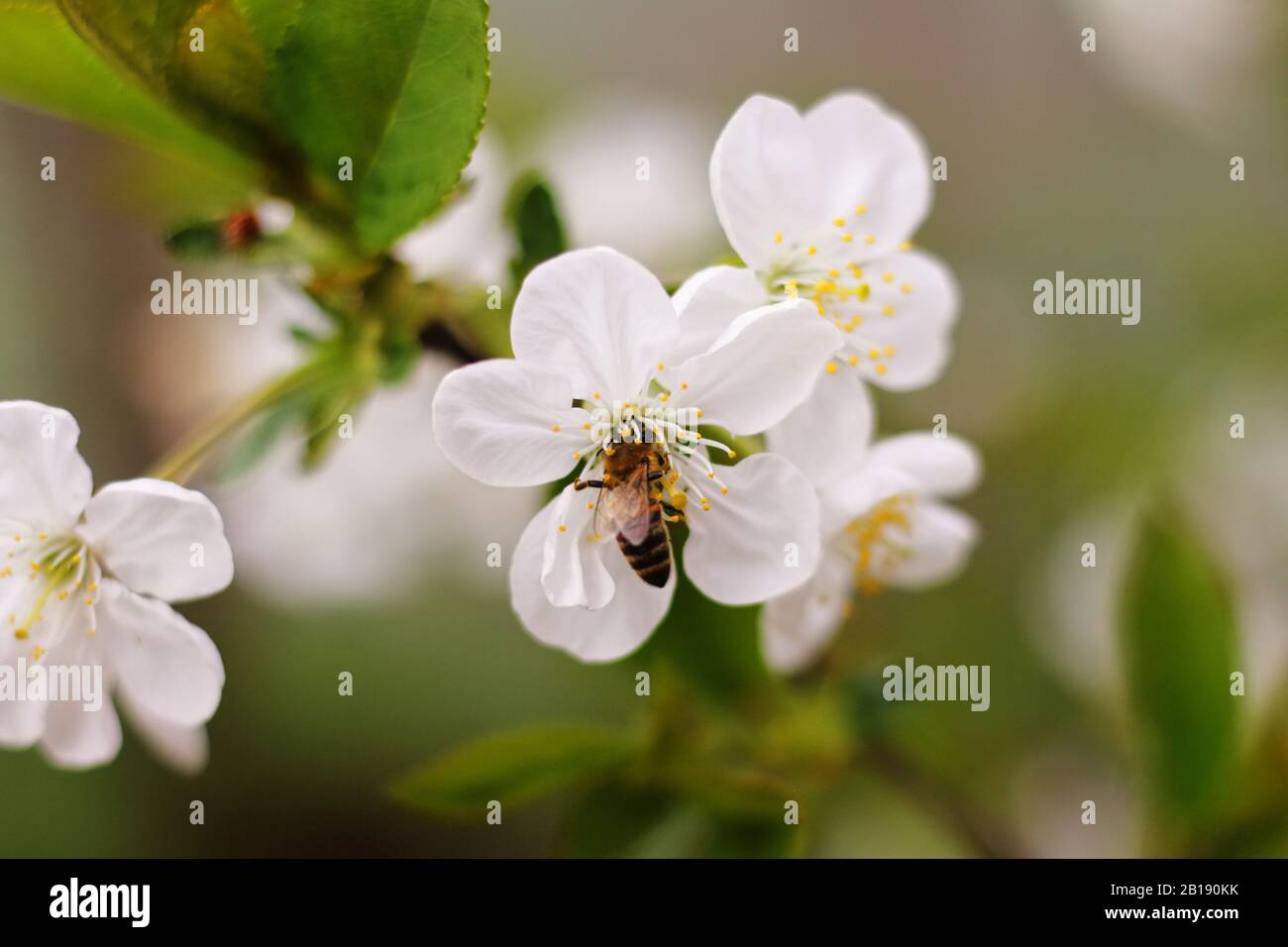 Fondo De Pantalla De Primavera. Closeup abeja bebe néctar de flores de cereza blanca. Foto de stock