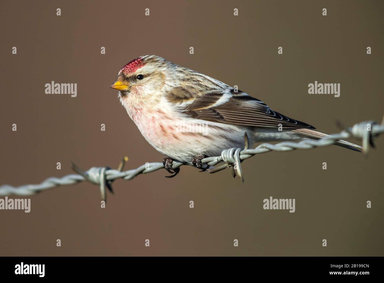 Arctic redpoll, hoary redpoll (Carduelis hornemanni exilipes, Acanthis hornemanni exilipes), macho colgado sobre un alambre, países Bajos, Gelderland Foto de stock