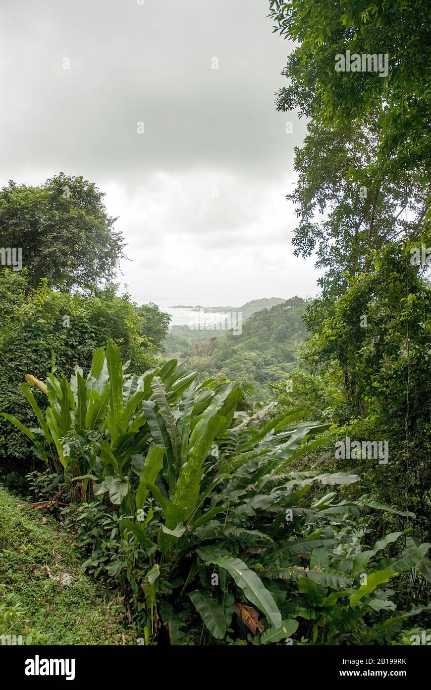 Bosque tropical lluvioso, Trinidad y Tobago, Tobago Foto de stock