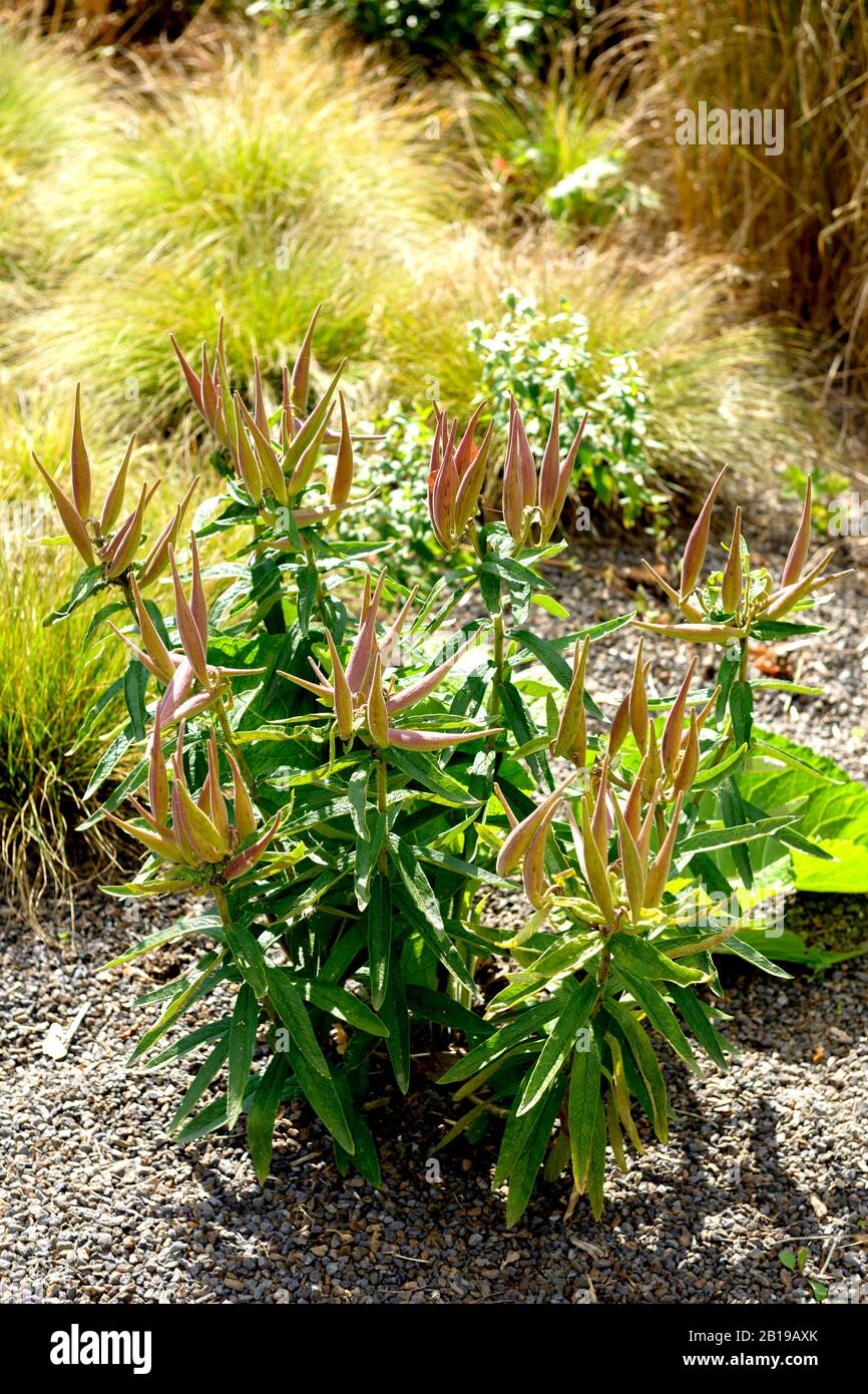 Mariposa-maleza, Mariposa milkweed, raíz pleurisy (Asclepias tuberosa), fructificación Foto de stock