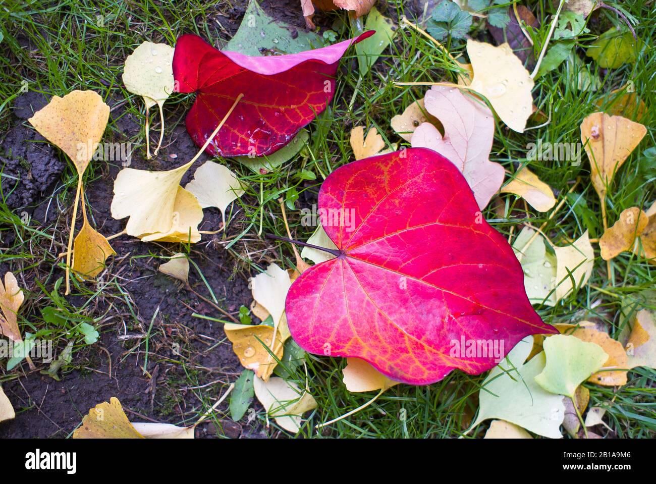Hojas otoñales caídas incluyendo Gingko y Forest Pansy en noviembre en un jardín inglés Foto de stock