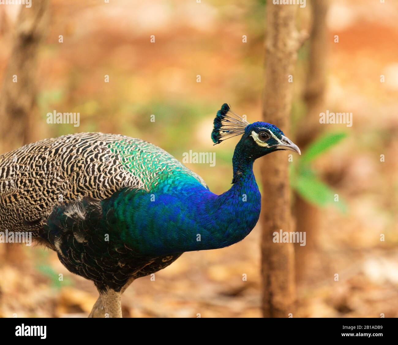 Retrato de pavo real de ave India y fondo borroso en un bosque. Kerala
